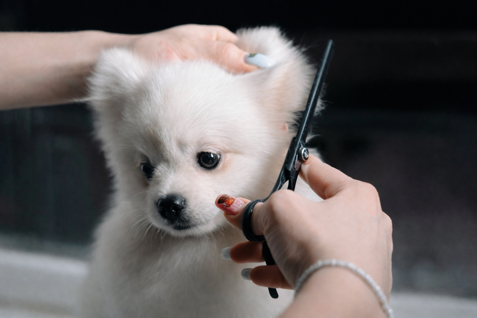 Common Dog Grooming Mistakes to Avoid