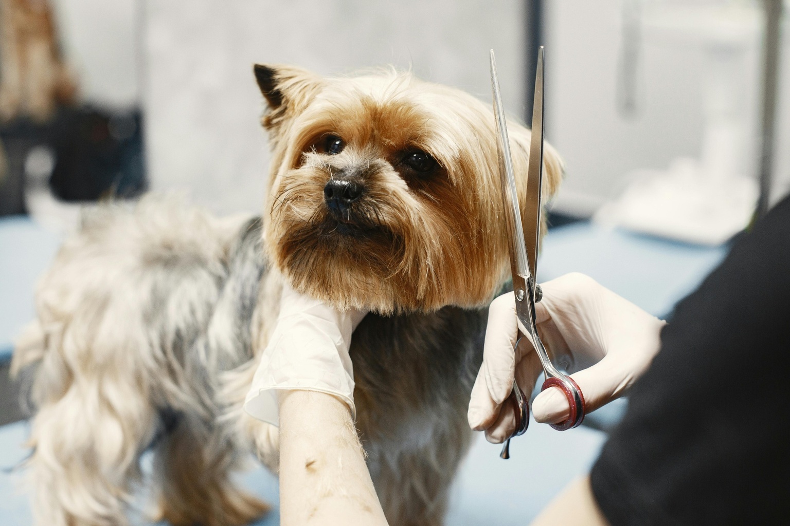 Home Dog Grooming vs Professional Grooming: Which Is Right for Your Dog?